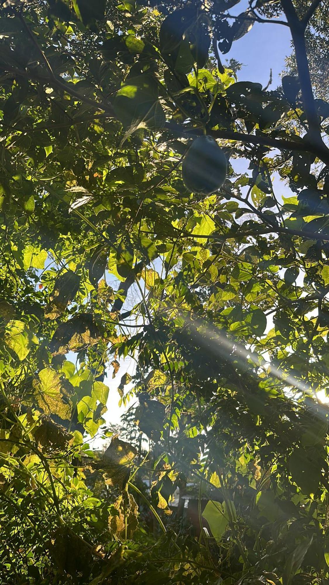Cabanas Roca Verde Monteverde Eksteriør billede