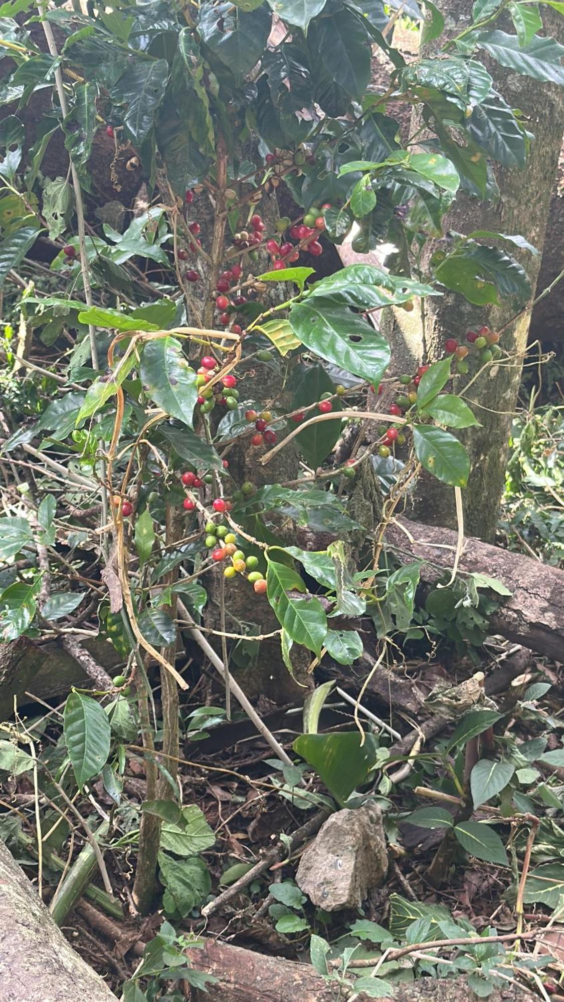 Cabanas Roca Verde Monteverde Eksteriør billede